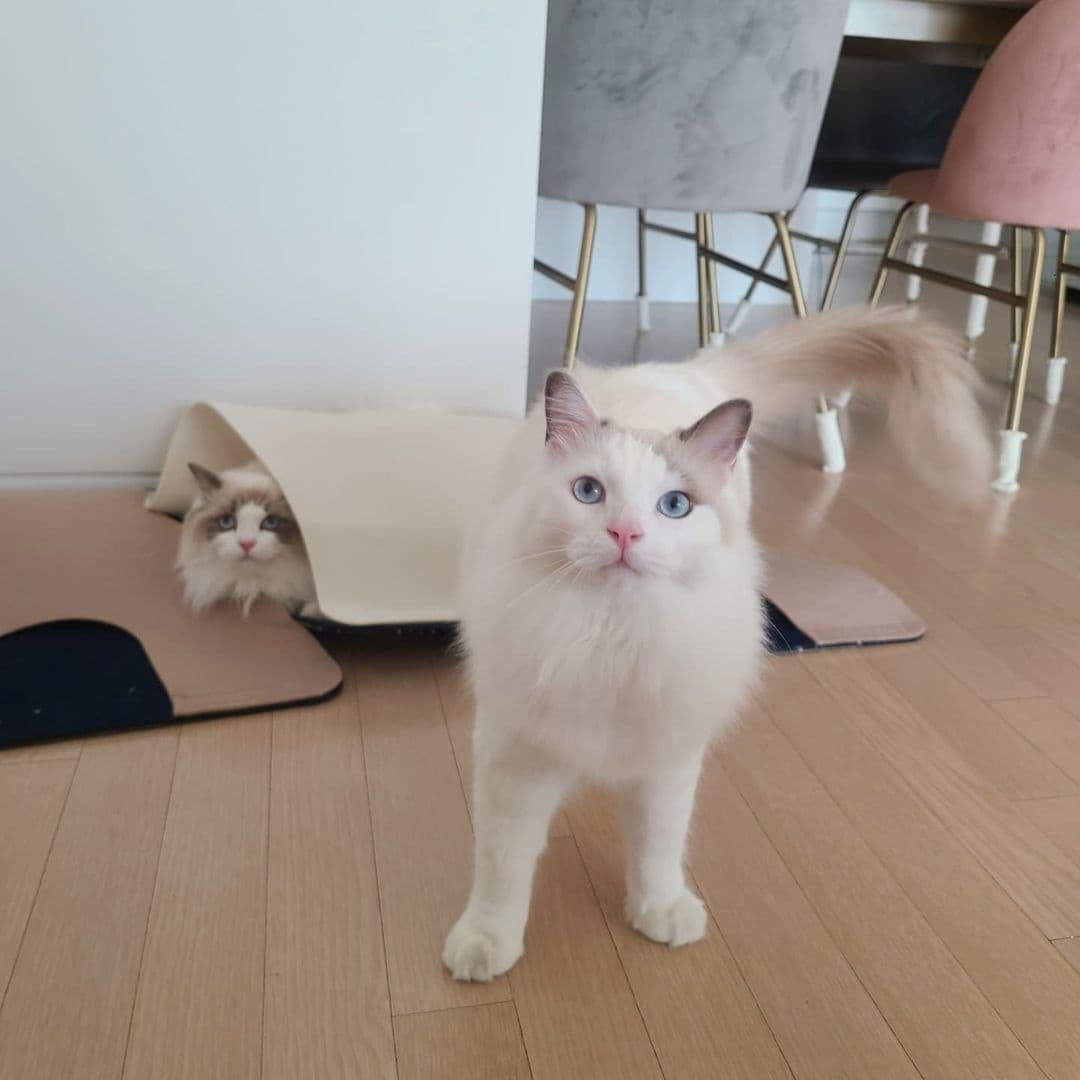 0e028a3ac2a0230e86db183fe018aed2