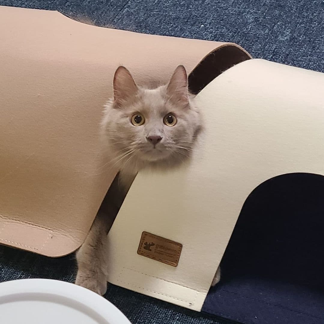 2677ab0beef72d96d36176bfcad3931f