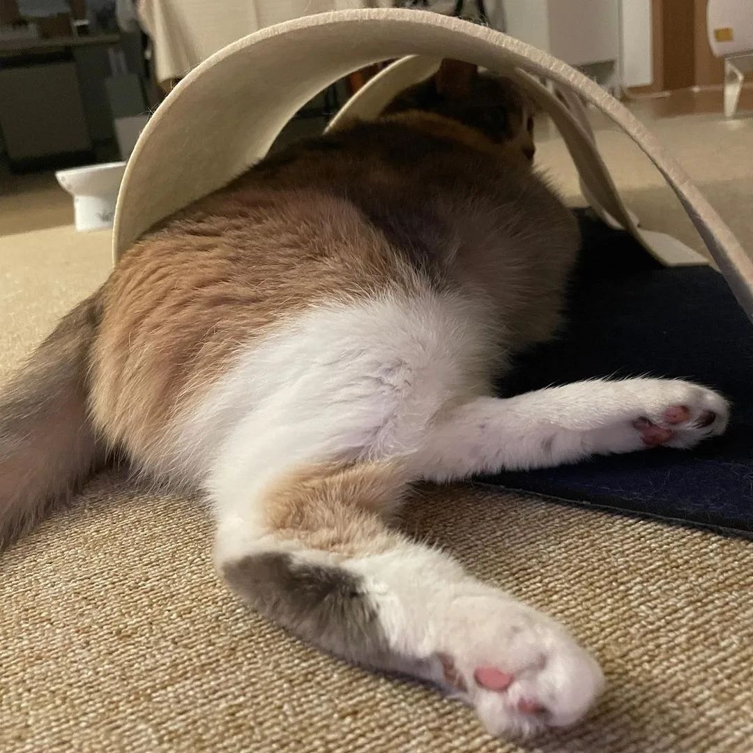 313791b1069713779e30c9b376535eee