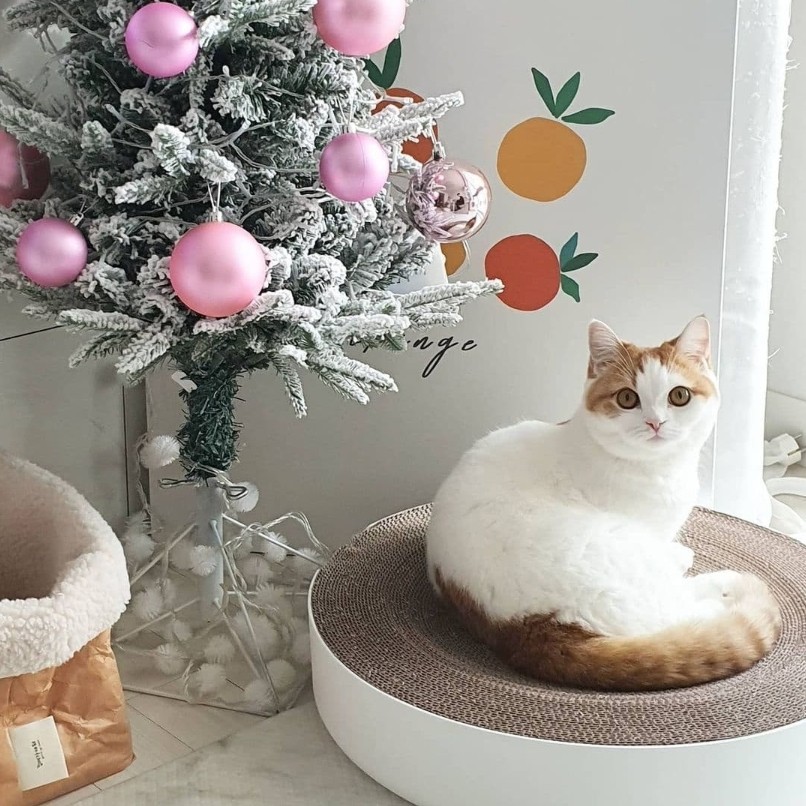 50eebc2eb919115a4e0d29ff60589dca