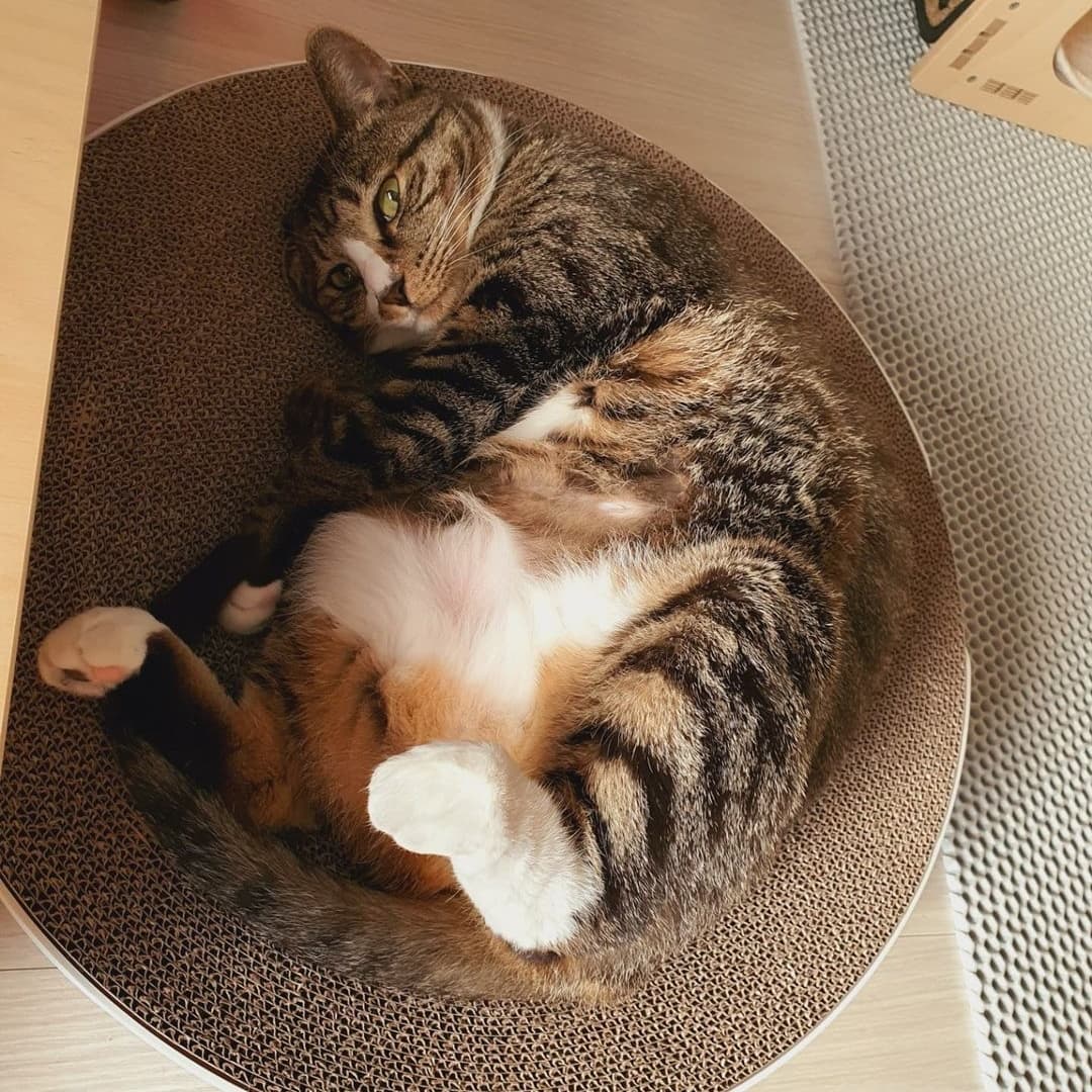 87f0461f8fbea4fe9db002fc00b327ee