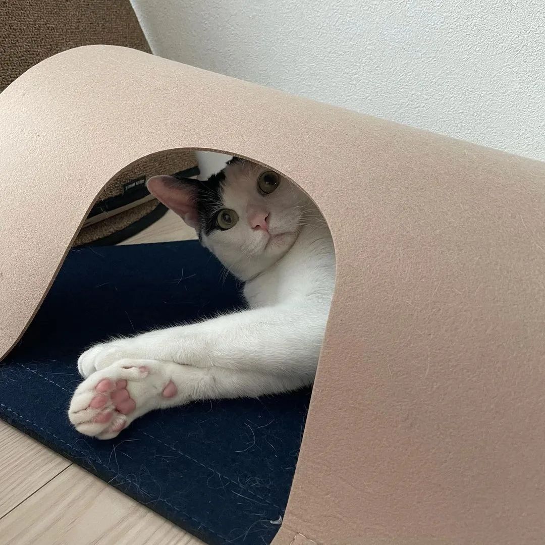 ba641ea6a3a8f476b44ac551543fbd99