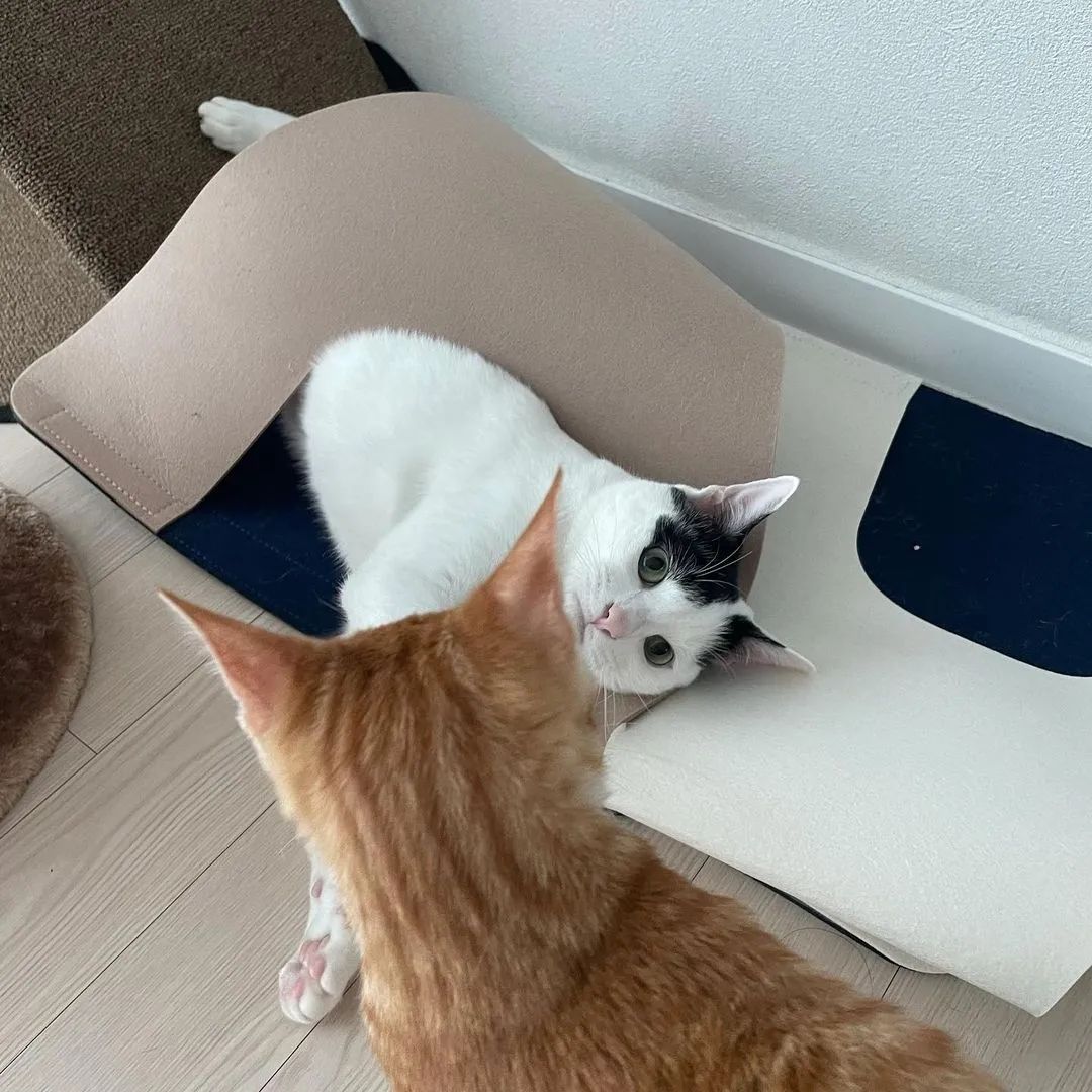 bb62c21e2d4ef33c99213167d42dd562