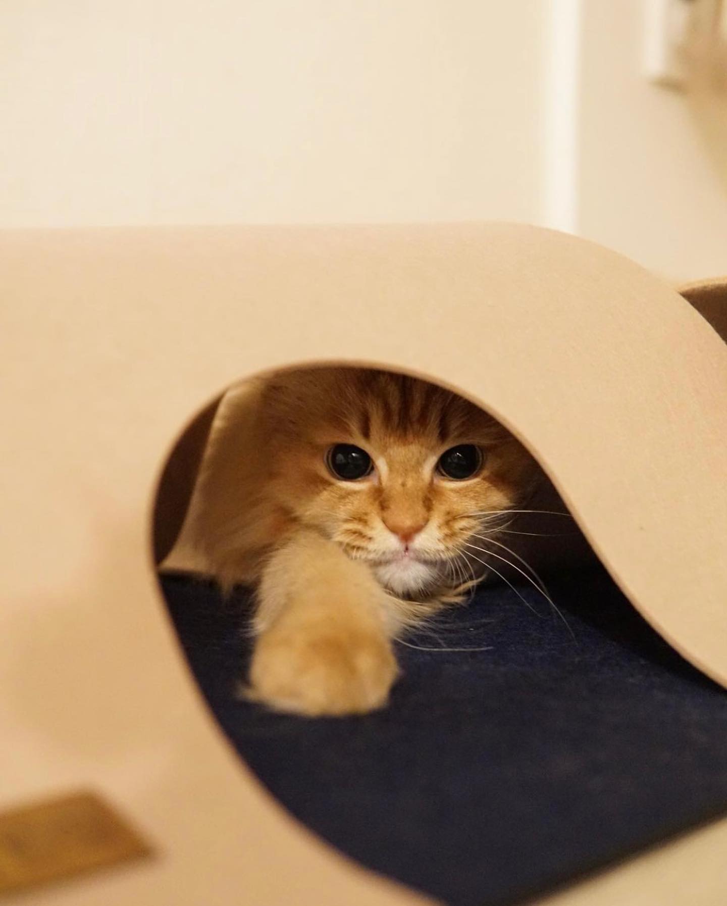 c90ea4bf92e8afa4dfae9320c3c5f8dd