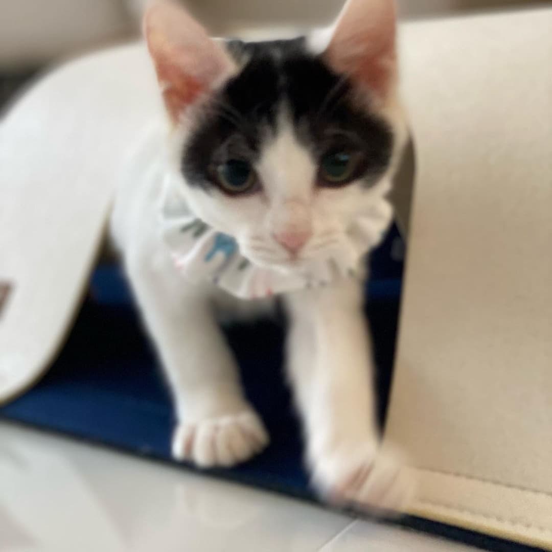 ed1c6eb68ec037931a138a933c777476