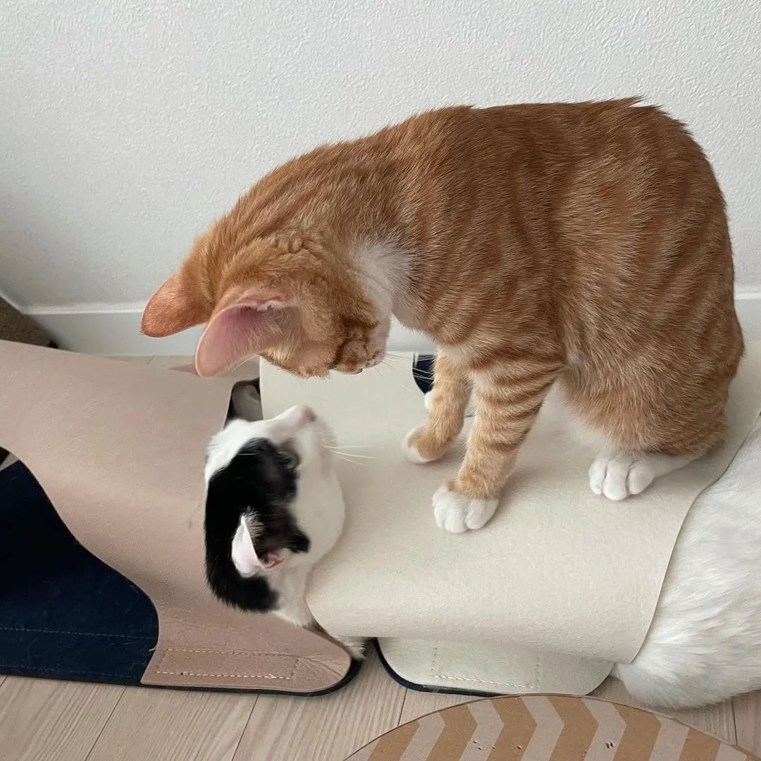 f269f932d95cc3ad7af30bf2c5169e79